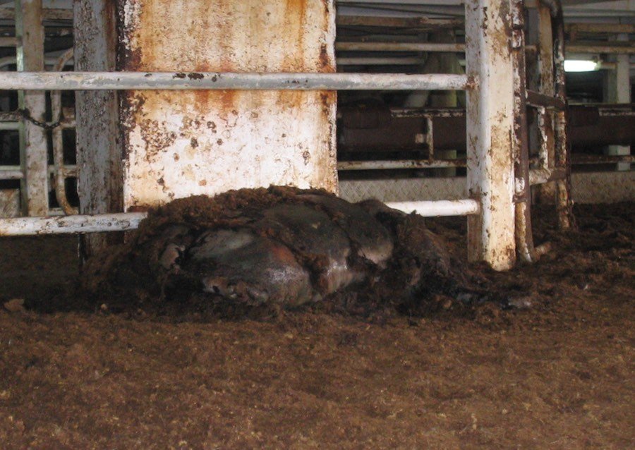 Live Animal Export Dead Sheep