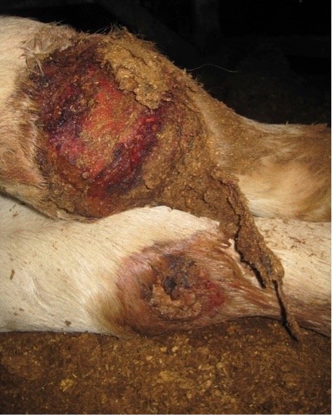 Animal Export Euthable leg injuries shearer