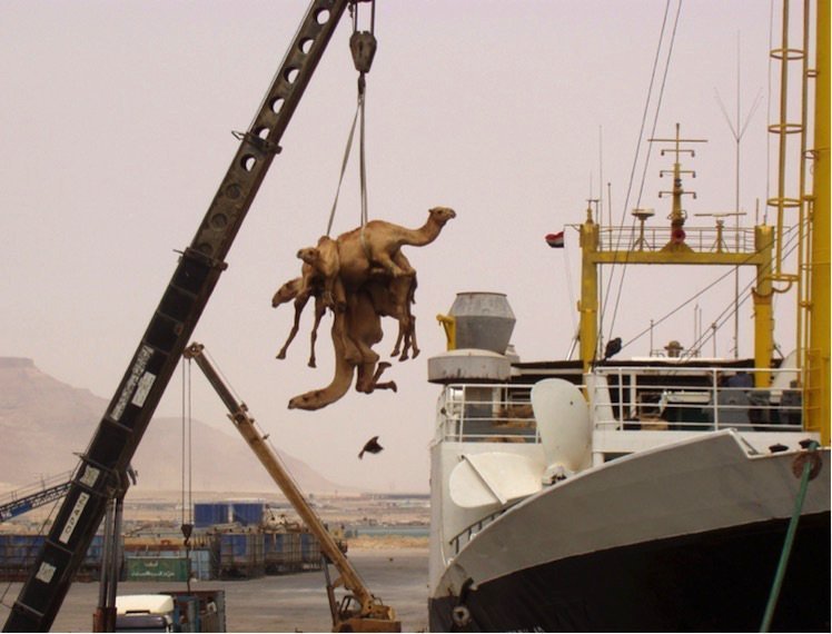 Live Animal Export: International regulations needed for crew, animal and  consumer safety - Splash247