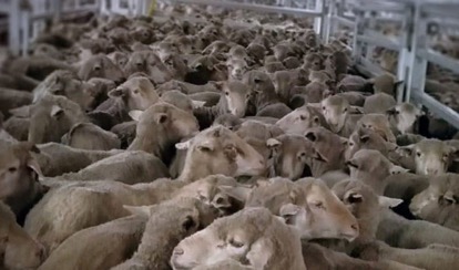 Live Animal Export: Can farmers find an alternative in only 40 weeks? -  Splash247